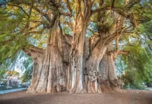 Visita uno de los árboles más antiguos del mundo en México » 2023