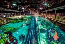 «Ultimate Shark Experience», la experiencia de edición limitada que no debes perderte » 2023