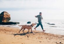 Las 7 mejores playas de EE.UU. aptas para perros »