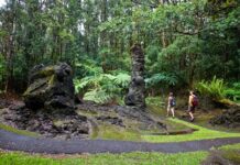 El único bosque de árboles de lava del mundo y todo lo que debes saber antes de visitarlo »