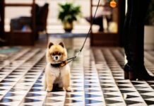 Hilton dará comida gratis a sus huéspedes caninos en el Día Internacional del Perro »