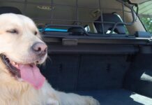 Siguen aumentando los siniestros de tráfico por el atropello de perros y gatos » 2023