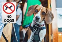 Destinos Emblemáticos donde la entrada de Mascotas está prohibida »