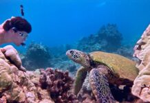 Las 7 Experiencias más Increíbles con Animales en Todo el Mundo »