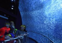 NUEVA ATRACCIÓN DESTACA COMO NUNCA LA VIDA OCEÁNICA »