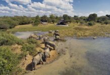 Conoce todo sobre el campamento de safari de lujo en el Parque Nacional Kafue de Zambia »