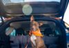 Los 5 SUVs del 2026 ideales para familias con mascotas