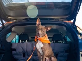 Los 5 SUVs del 2026 ideales para familias con mascotas