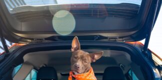 Los 5 SUVs del 2026 ideales para familias con mascotas