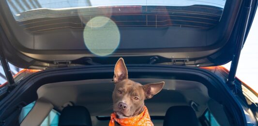 Los 5 SUVs del 2026 ideales para familias con mascotas